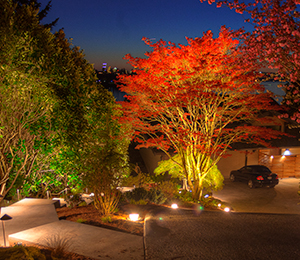 landscape-accent-lighting-on-tree