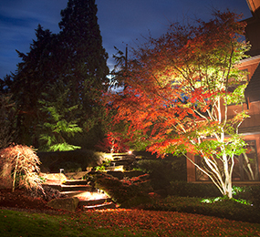tree-highlighting-and-pathway-lighting