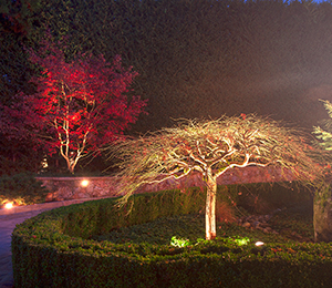 tree-accent-lighting