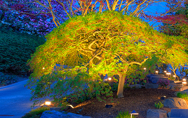 accent-lighting-on-a-japanese-maple